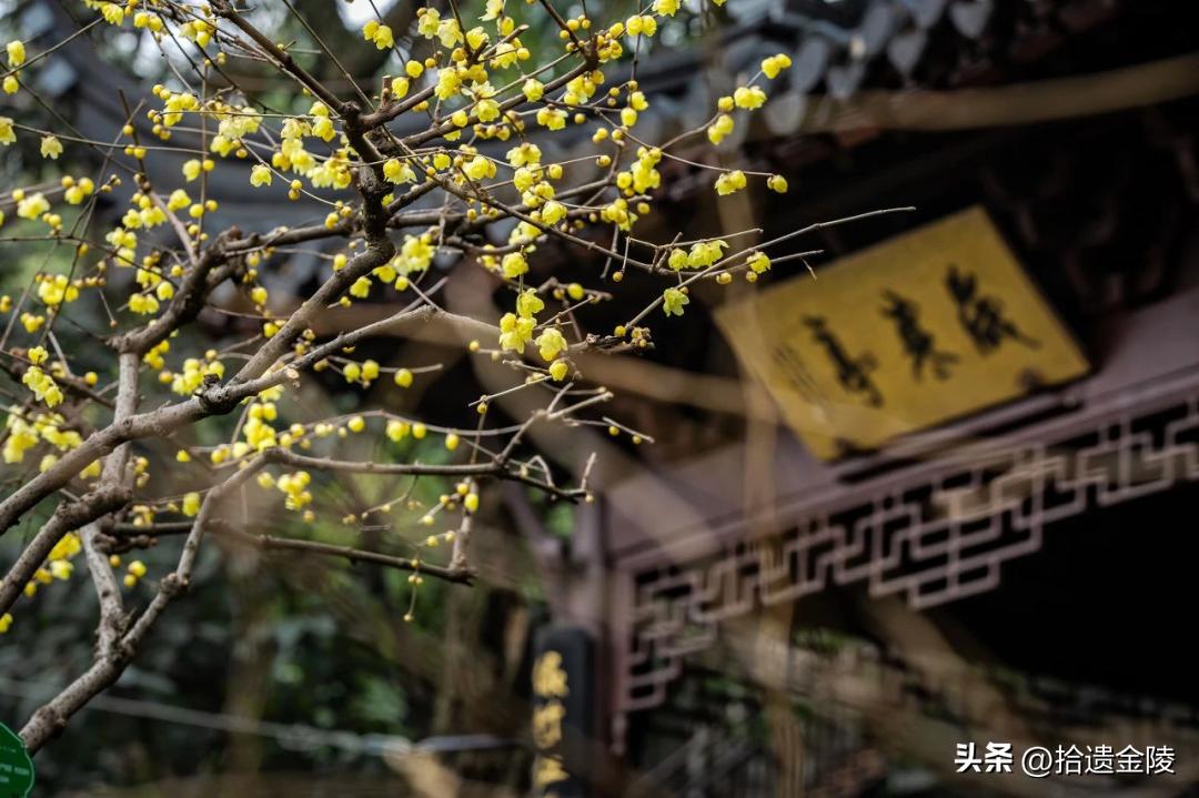 南京看梅花的地方,南京梅花里房价