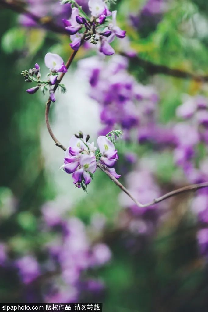 紫藤花开如瀑全景,梦幻紫藤花开如瀑