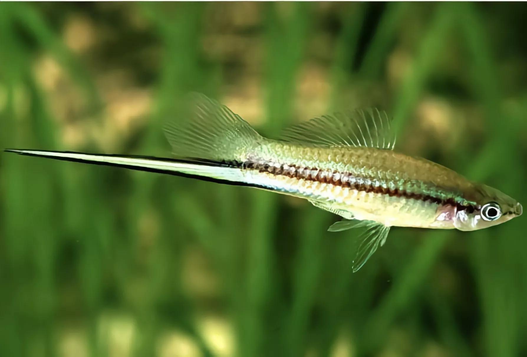 2020年禁养水产类名单,国家禁止放生的鱼类有哪些