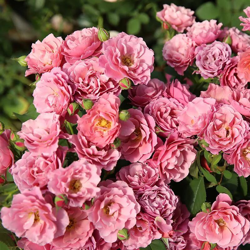 葵系列的月季,高贵浪漫的仙女月季