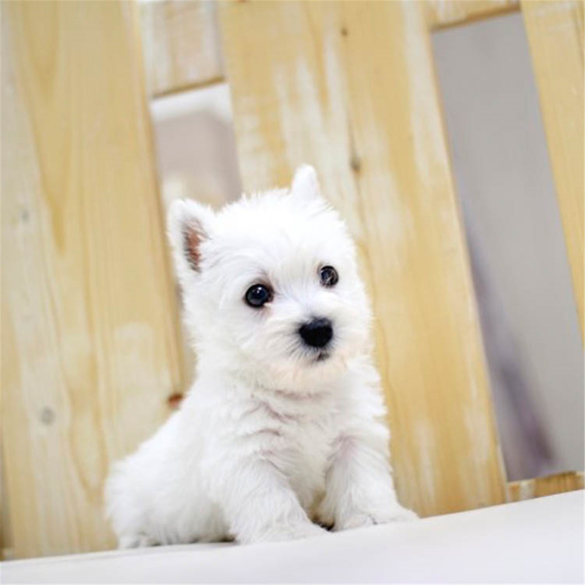 西高地白梗价格多少钱一只？鉴定西高地的四种方法？