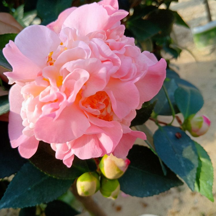 花卉界的“香香郡主”，人称“赛牡丹”，颜色艳，香味浓，值得养