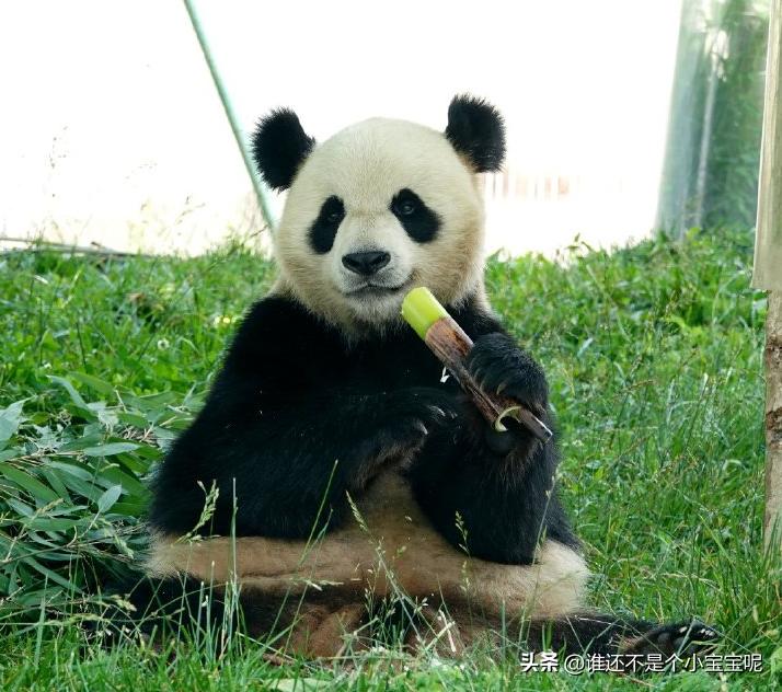 大熊猫皓月和花花,大熊猫花花有几个绯闻男友