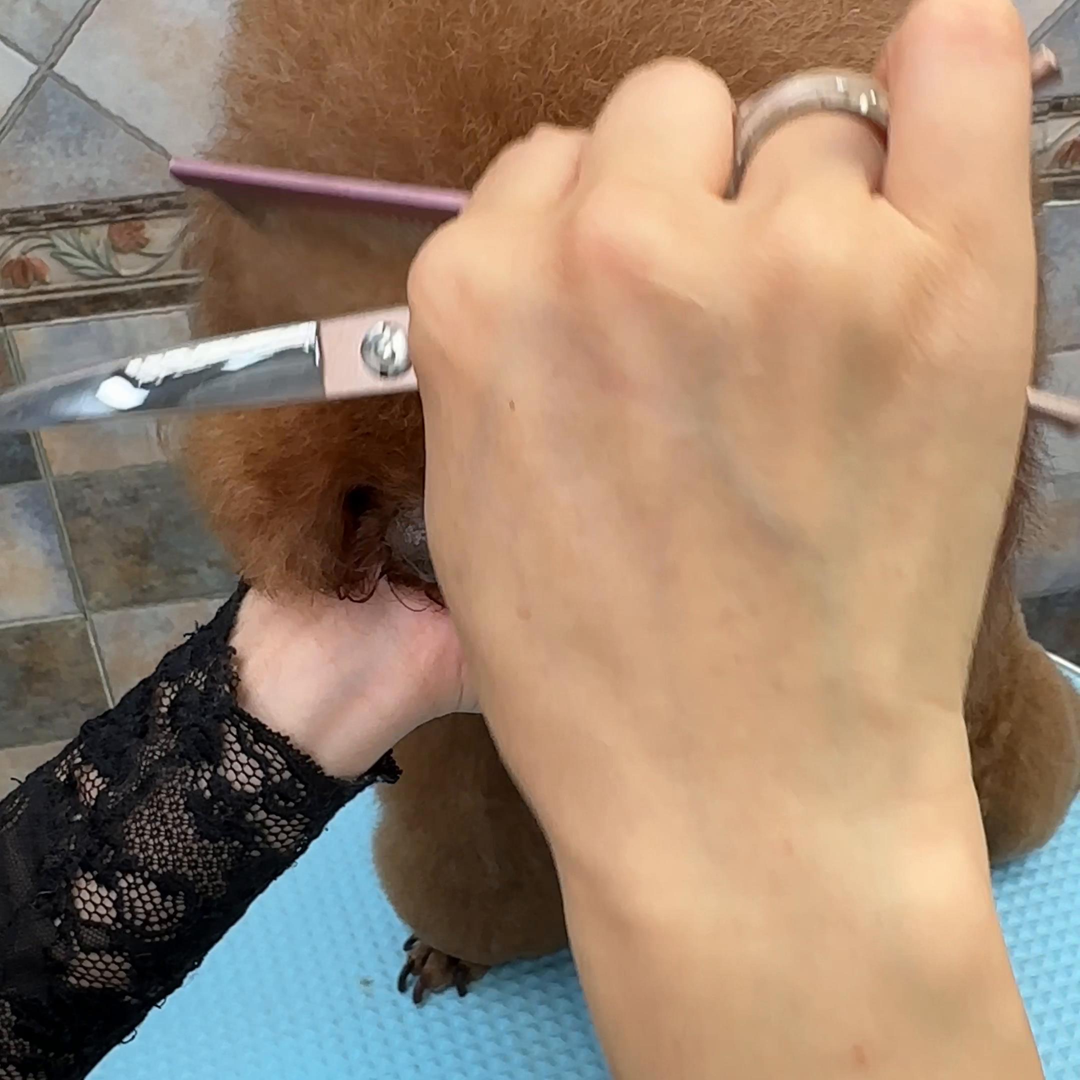 宠物美容教学泰迪,宠物美容泰迪知识