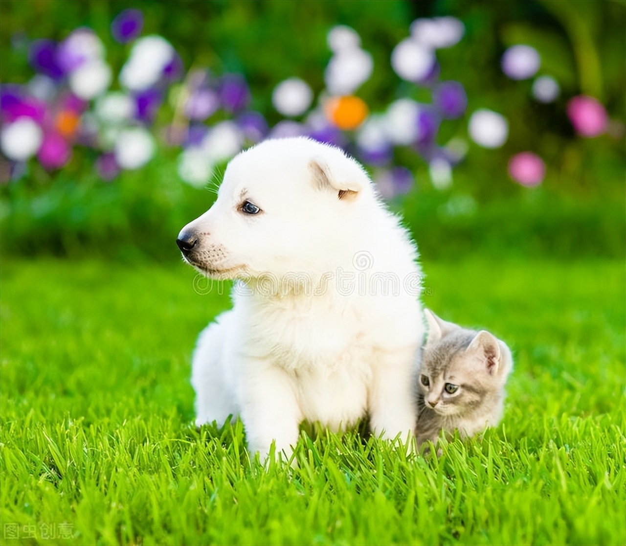 幼犬尿频一会尿一点,幼犬尿频怎么回事啊