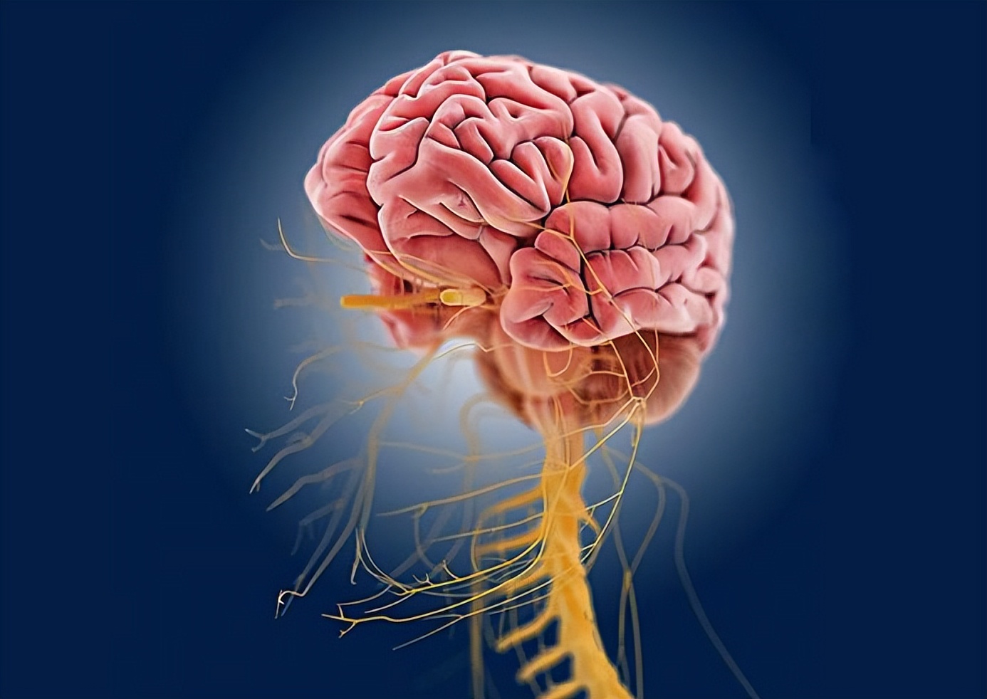 西洋参黄金搭档,西洋参泡水的最佳搭档