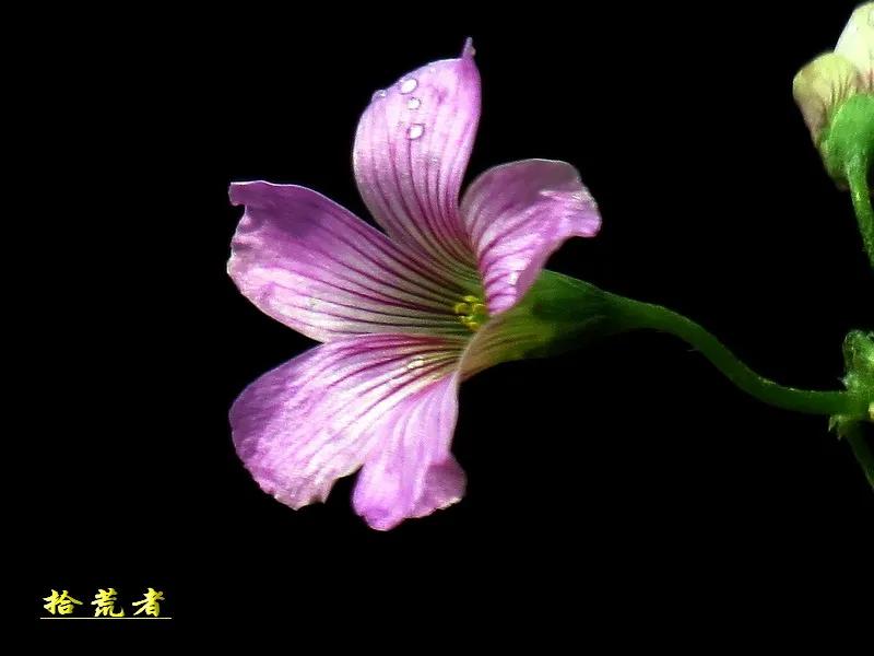 酢浆草黄色大花,类似酢浆草的野花叫什么