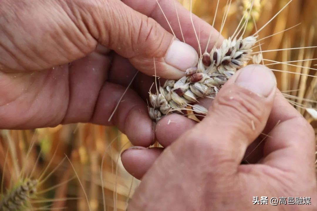 小麦乡村振兴,乡村振兴黑小麦