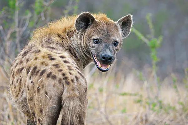 鬣狗雌雄异体,鬣狗为何不分雌雄