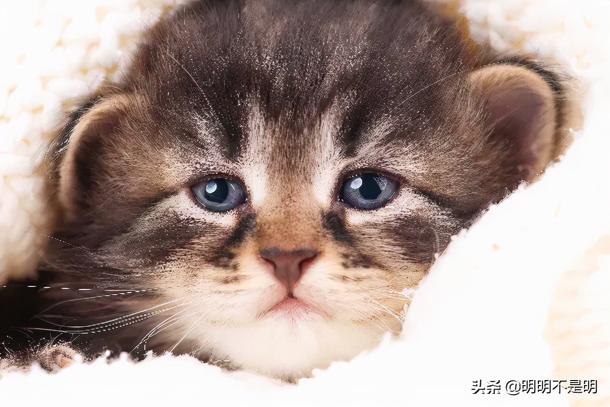 猫会哭吗？如果猫哭泣，你知道该怎么做吗