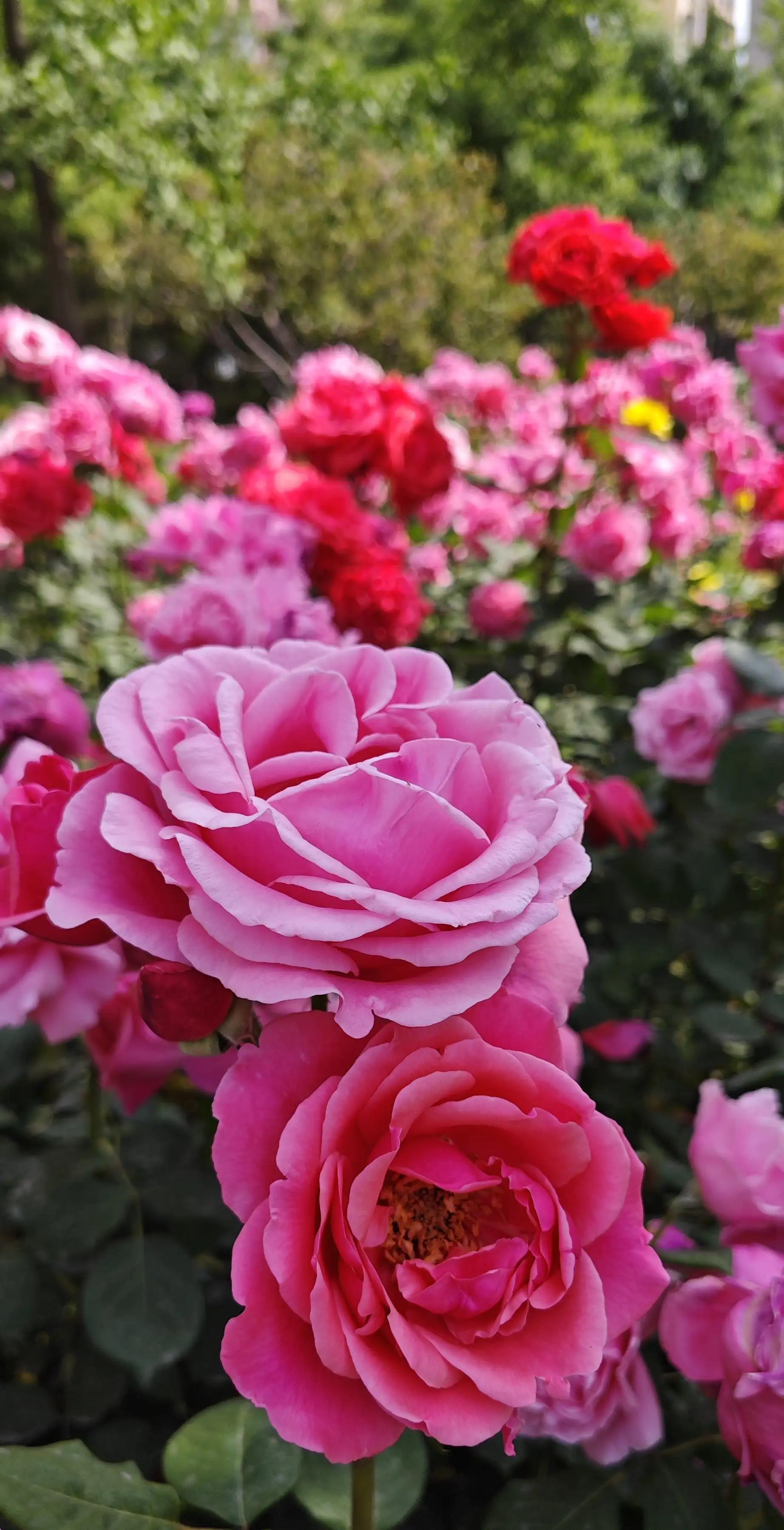 春天的月季花的描写,春天的月季花是什么颜色