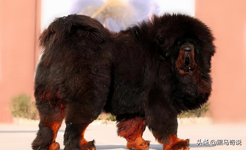 纯种野生藏獒濒临灭绝,藏獒这10年来都经历了啥