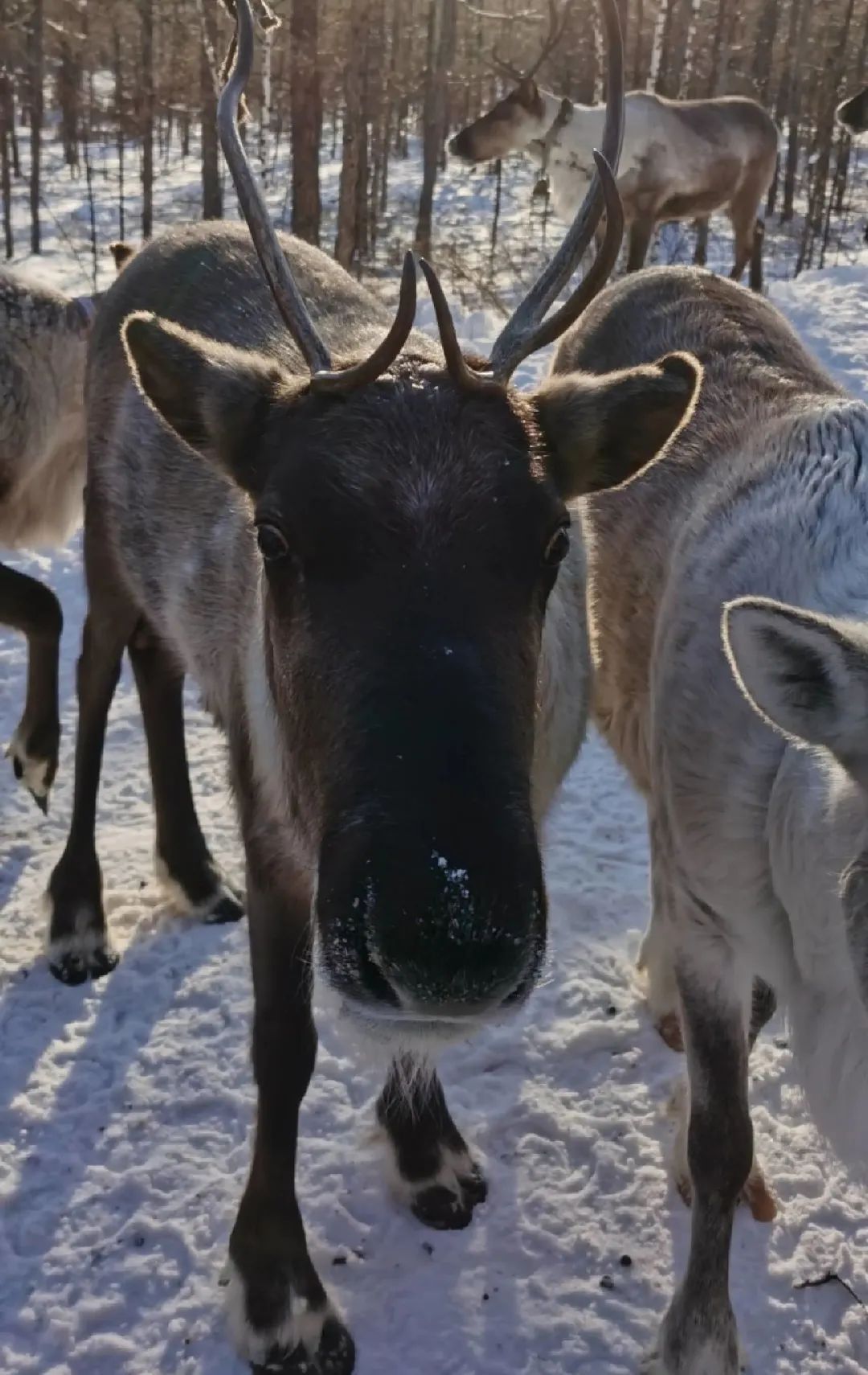 钀ㄦ弧姘戞棌鏂囧寲,钀ㄦ弧鏂囧寲璁板綍
