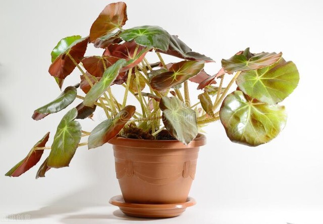 鍥涘娴锋鍐鎬庢牱鍏绘姢鍜岀鐞嗗憿,鍥涘绉嬫捣妫犵殑绉嶅瓙鎬庝箞鍙戣娊