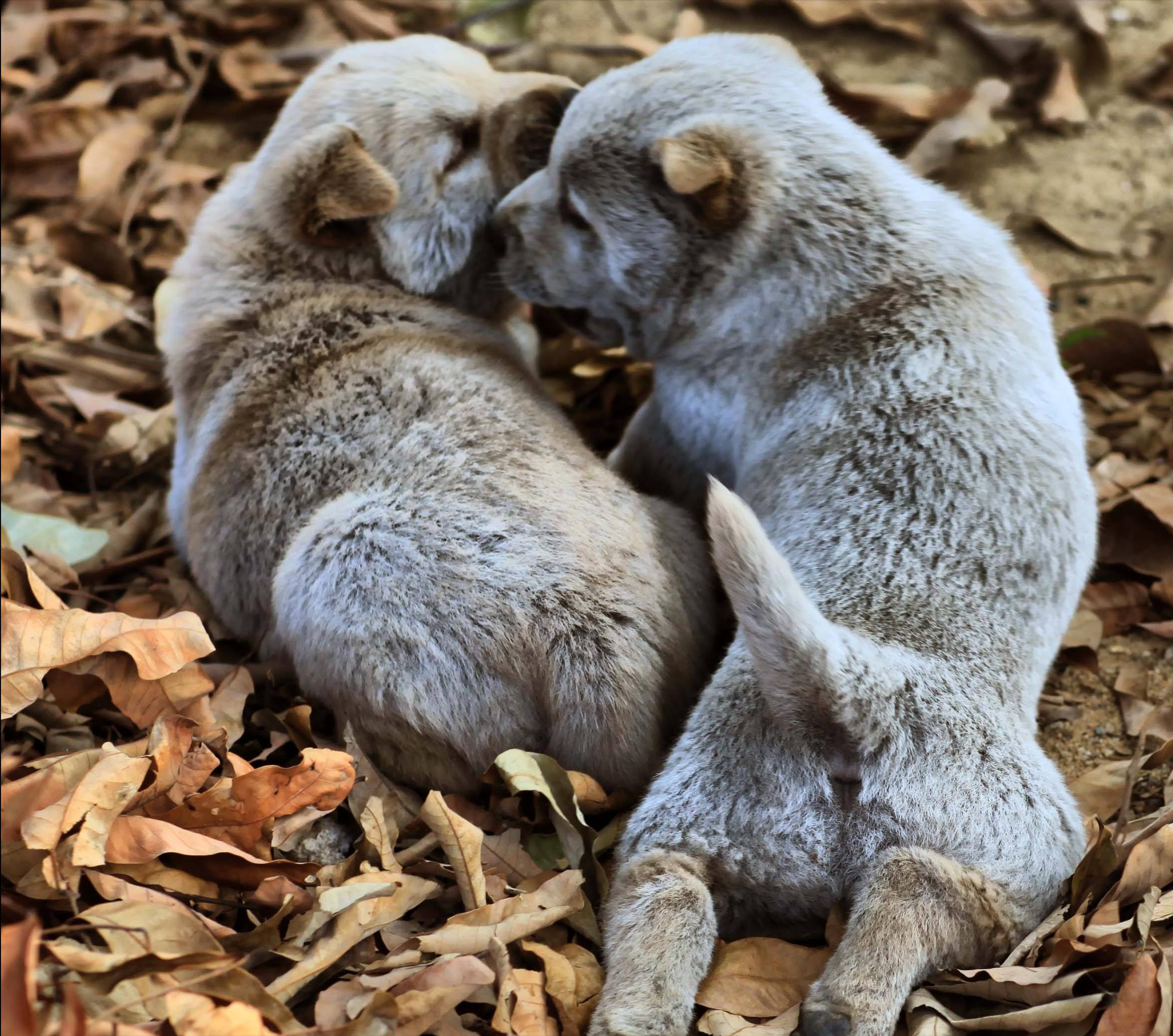 狗狗各种坏习惯,狗狗家中古怪行为引热议