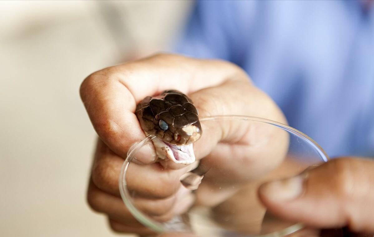 美一男子斩下蛇头,十分钟后险些被蛇头咬死,蛇头为何能僵而不死