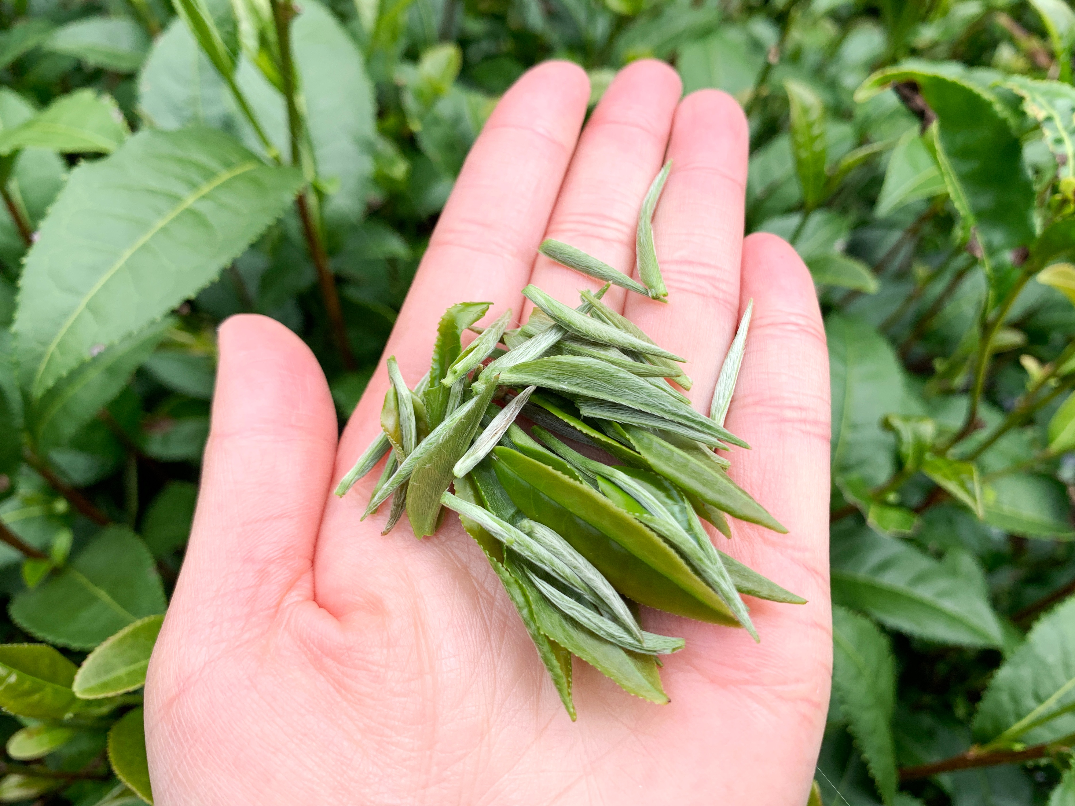 云南最高海拔的茶叶,海拔最高的茶叶产地在哪里
