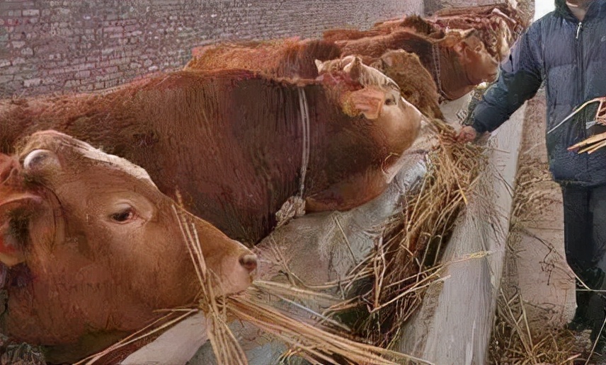 育肥牛一年要驱几次虫？