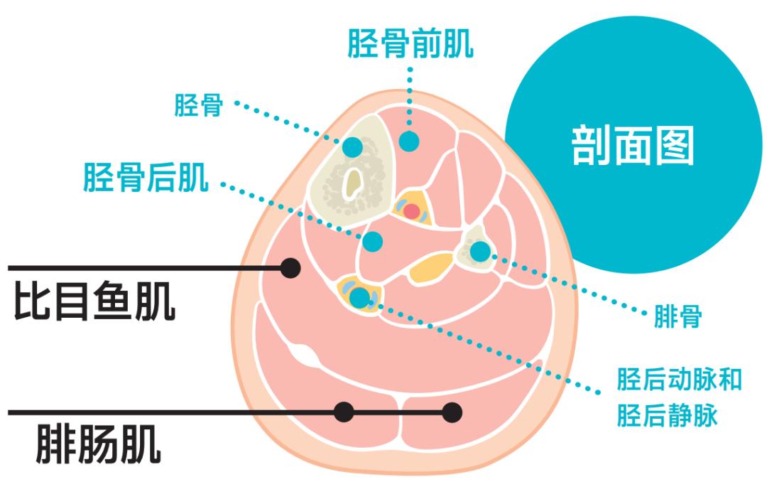 锻炼脚底跟腱的方法有哪些,足部跟腱拉伸的好处