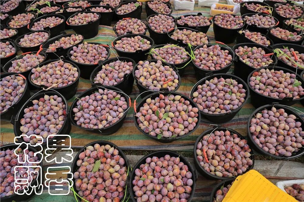 高潮过后，*疆新**西梅路向何方？