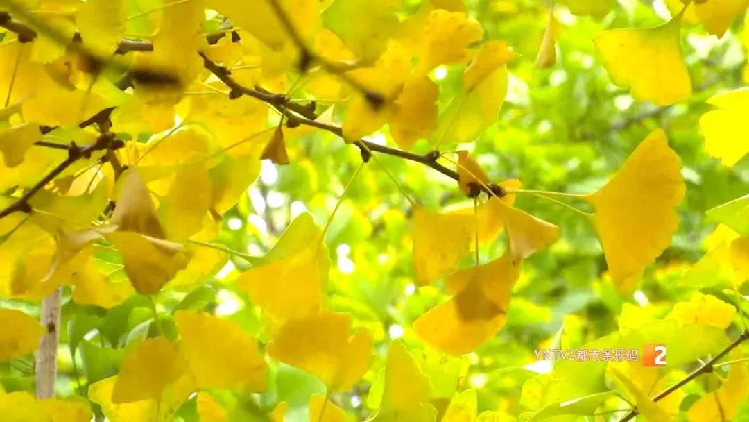 秋天的云南哪里漂亮又美丽,有一种美叫云南的秋天美景