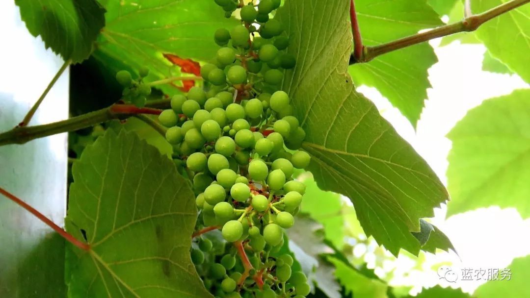 葡萄刚谢花打什么药,葡萄谢花后怎么保果