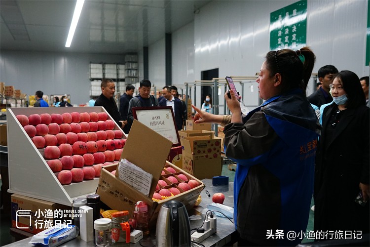 正宗陕西洛川红富士苹果水果,正宗陕西洛川苹果大果