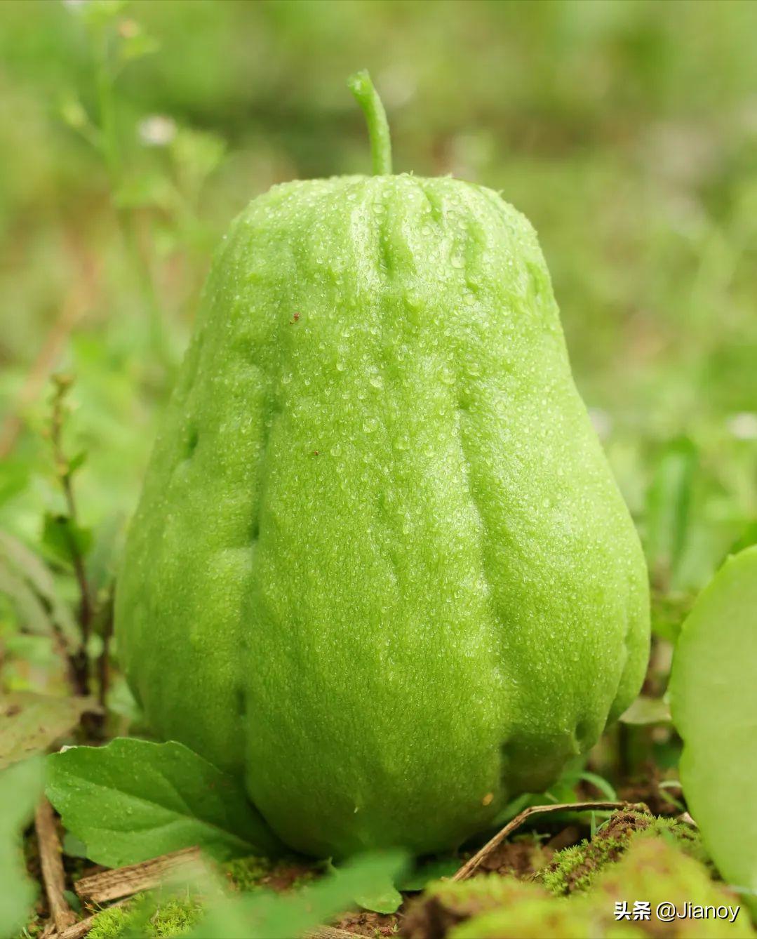 佛手瓜怎么做好吃营养价值高,佛手瓜炒菜吃有哪些好处