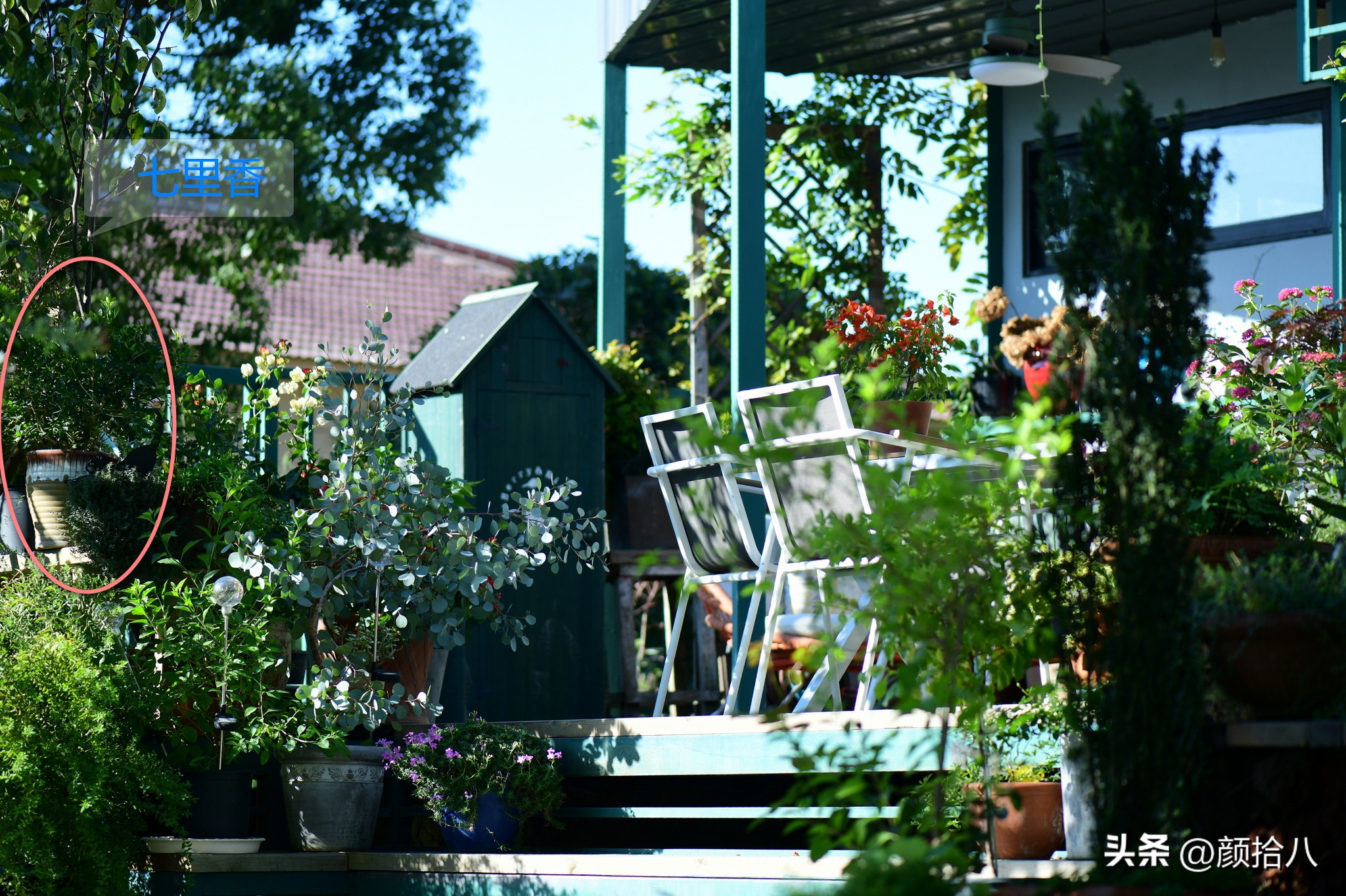 几乎没有存在感的七里香，到底是怎样的？|园丁