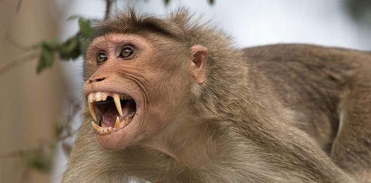 狗为什么打不过豹,狗为什么打不过袋鼠