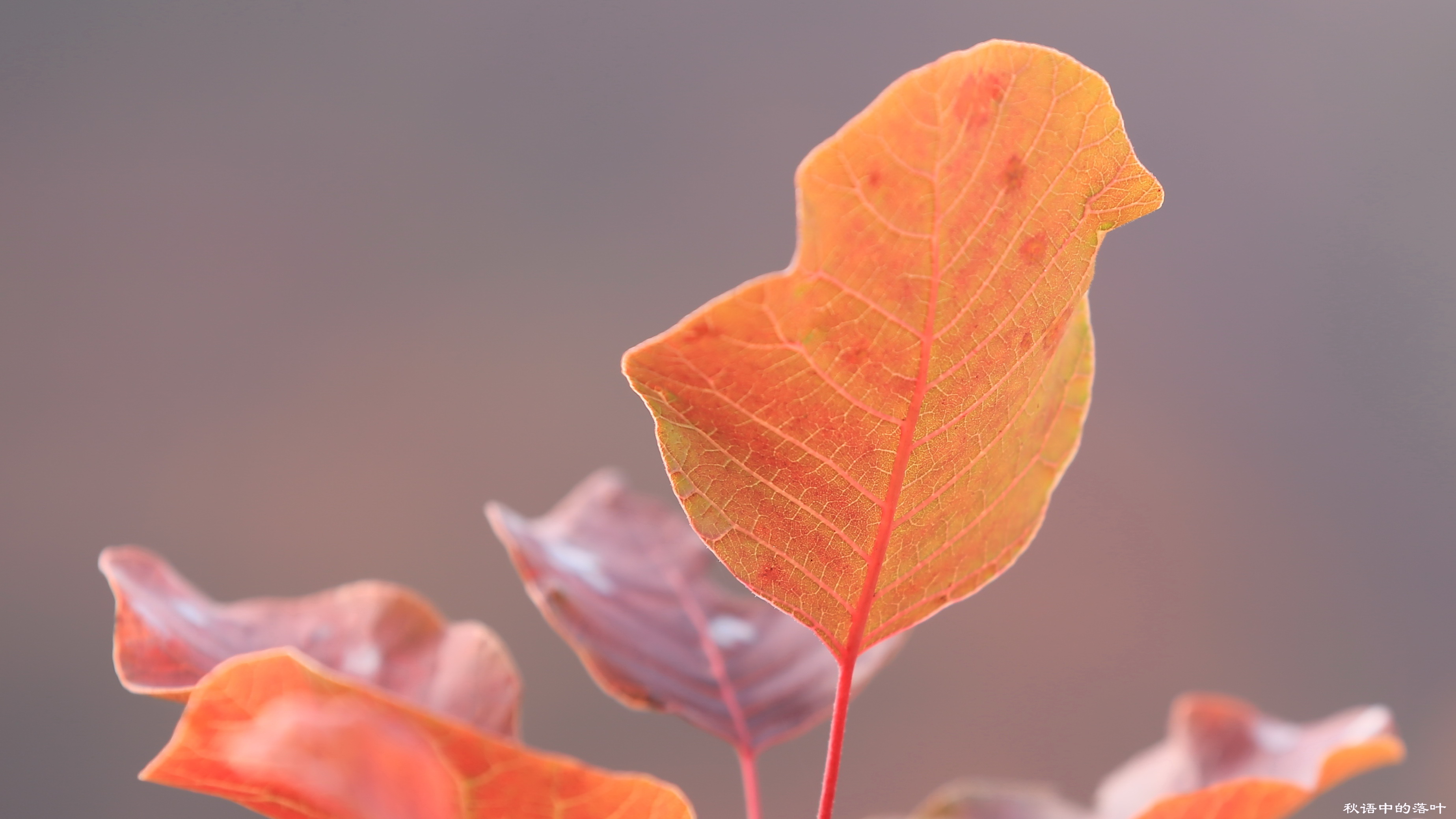 药王谷风景区赏花,快趁着秋天来打卡慕田峪看红叶呀