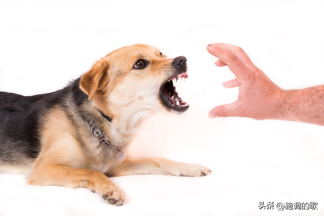 梦见被狗咬了现实中有事吗,梦见被狗咬是凶兆还是吉兆