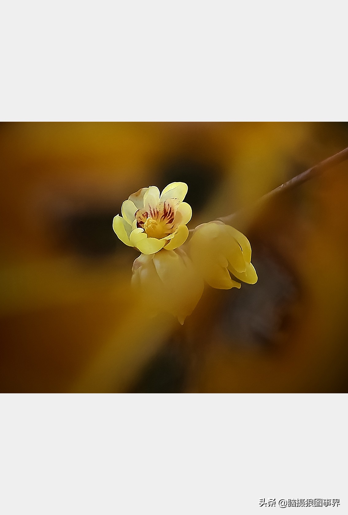 腊梅花特写怎么拍照好看,拍一枝腊梅花怎么拍出高级感