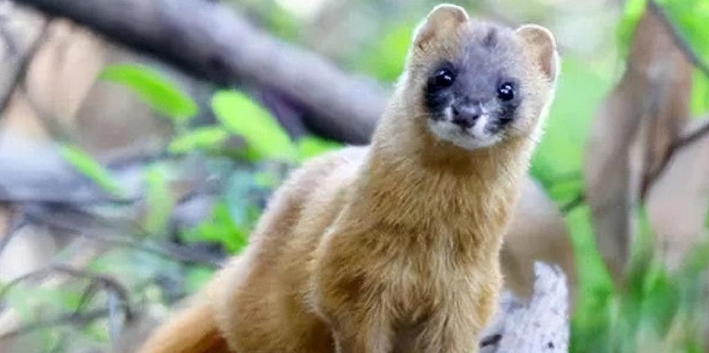 李时珍为什么不吃黄鼠狼呢,为什么黄鼠狼不宜吃