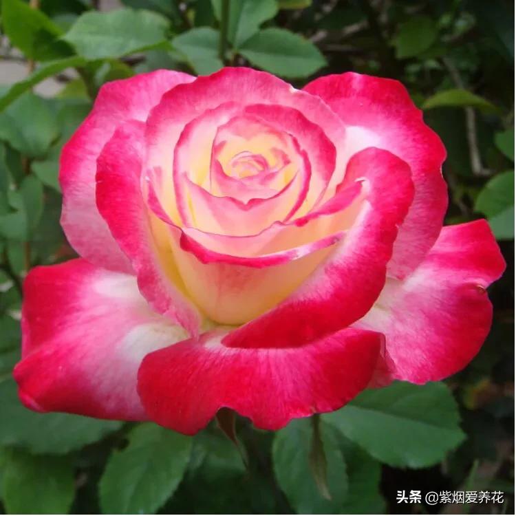 哪些月季仙气十足,又美又香的月季品种