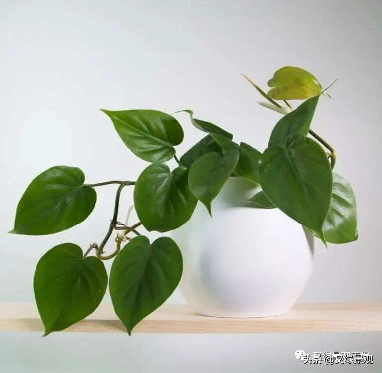 室内植物墙哪些类型植物合适,适合做绿植墙的常绿植物