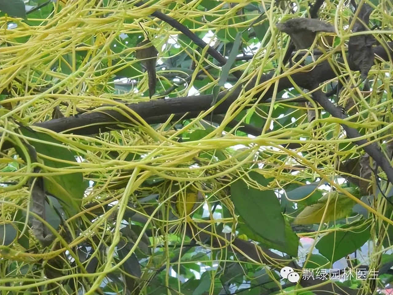 草坪杂草的防除方法,草坪杂草的物理防除
