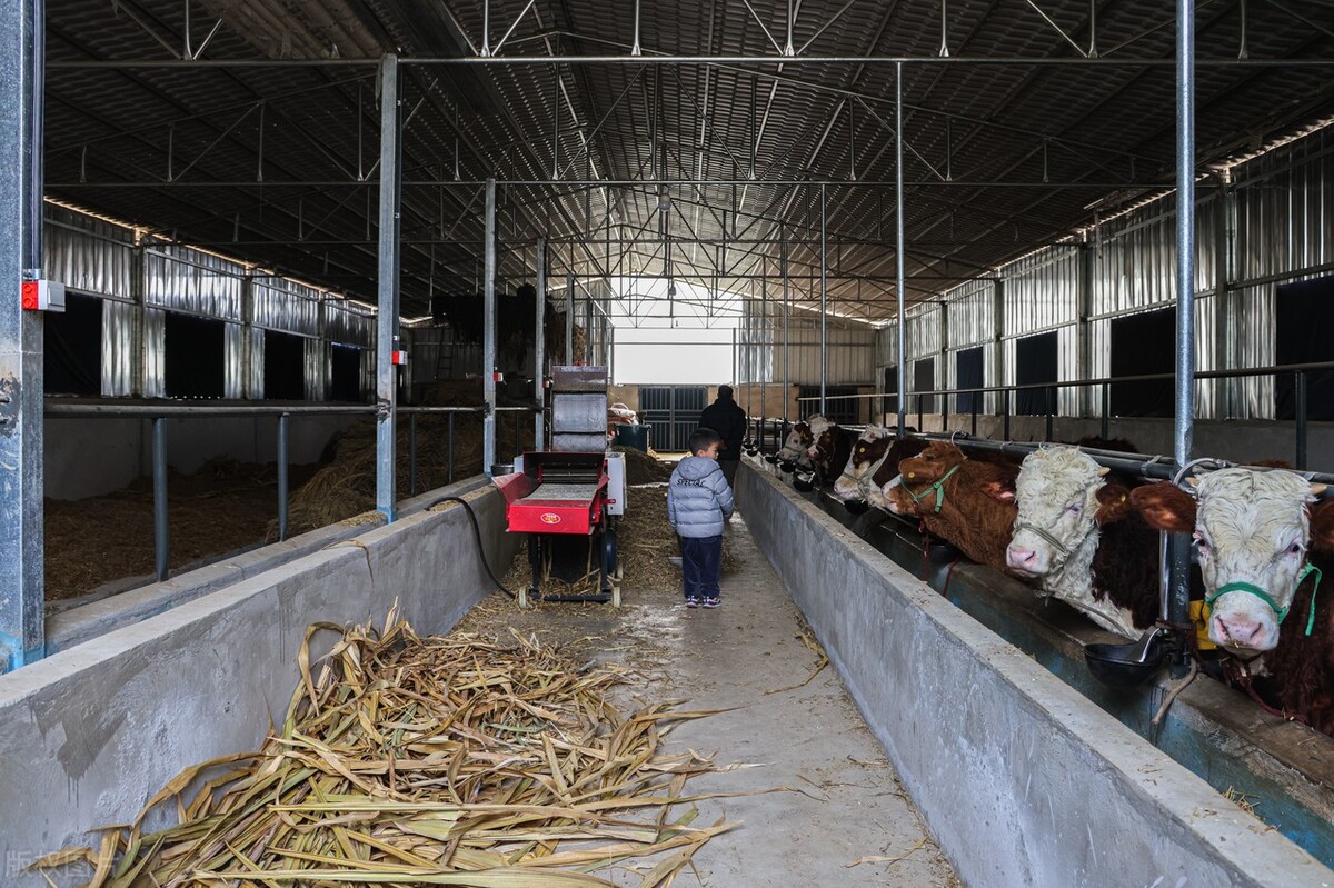 美国人的“瘤胃开窗”养牛法，到底是什么？为何在我国没有推广？