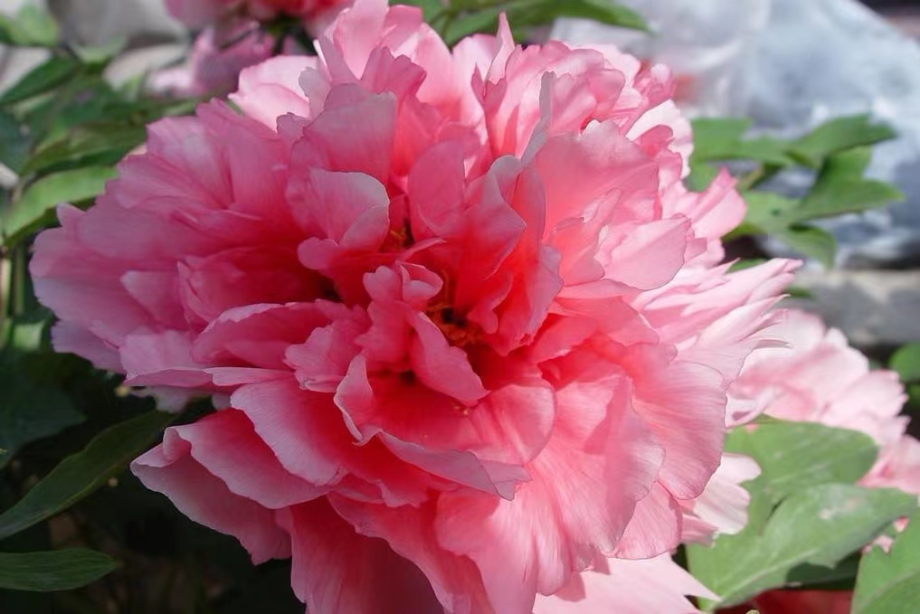 十二首牡丹诗词共赏国色天香,12首最经典的牡丹花诗词