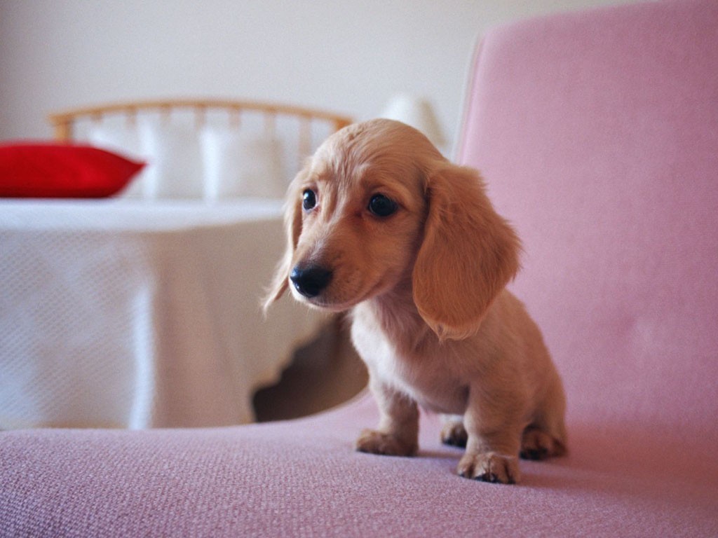 狗狗有一个指甲是黑色的怎么回事,狗狗指甲根部像淤血一样怎么回事