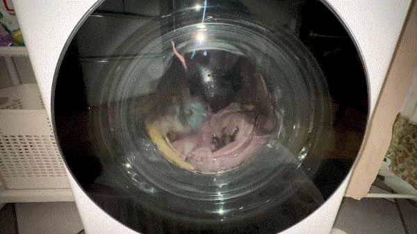 小户型买前必看的选购攻略，附LG新品小旋风洗烘一体机测评