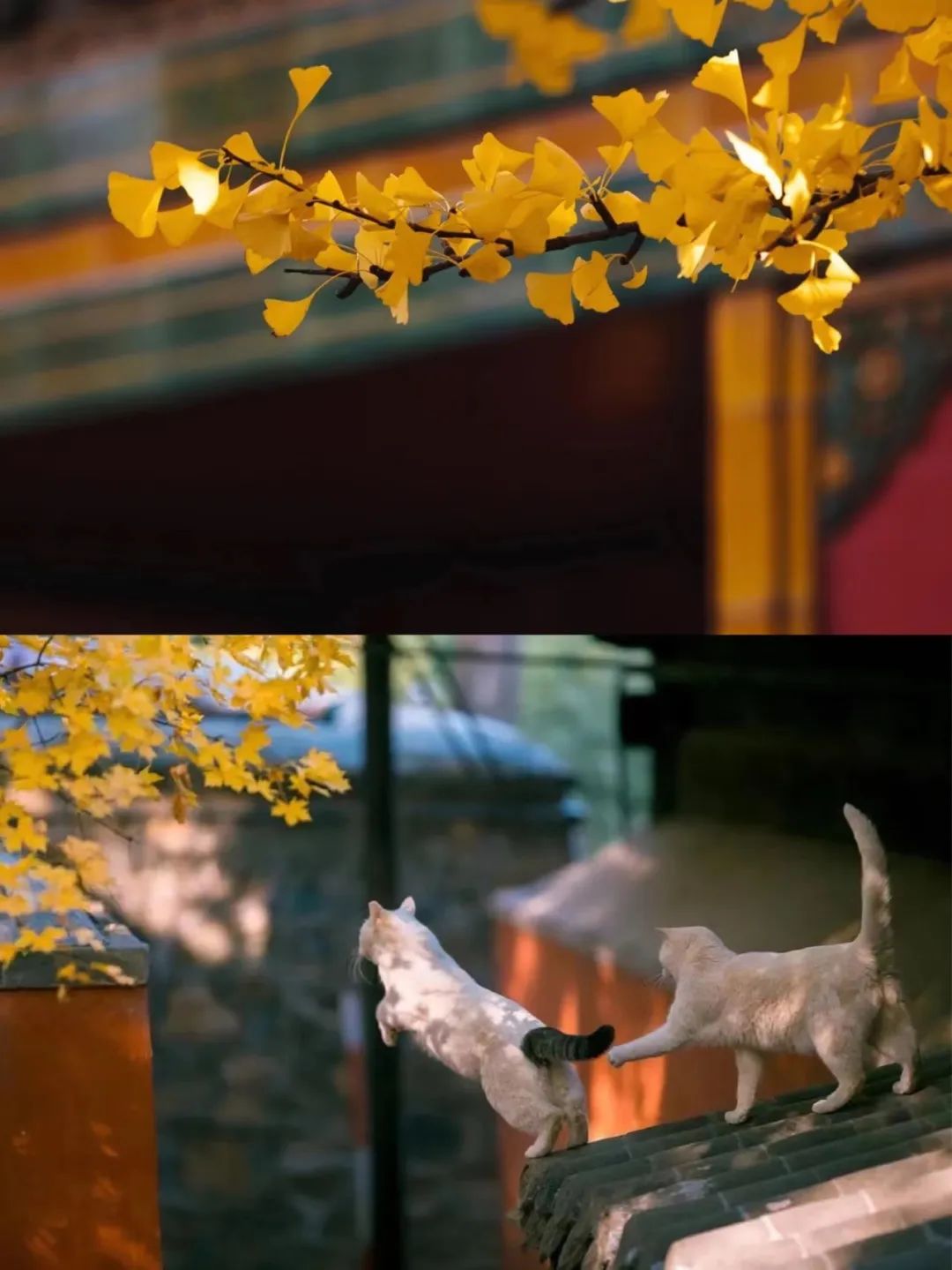 一入秋北京就变成了北平原文,一入秋北京就成了北平是谁说的