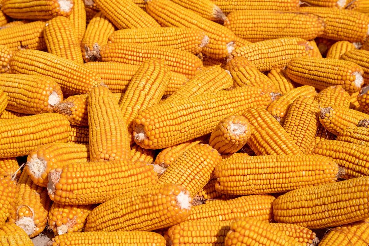 中国玉米市场走向明确,玉米市场迎来转机