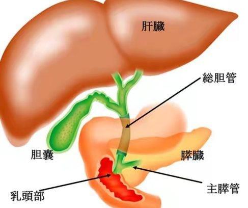 狗狗得胆囊炎的症状表现有哪些,狗狗切除胆囊后有影响吗