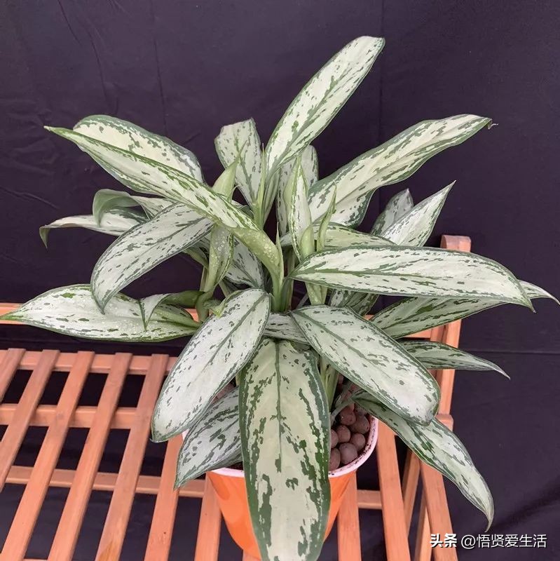 养什么花可以预防甲醛,什么花除甲醛且无毒