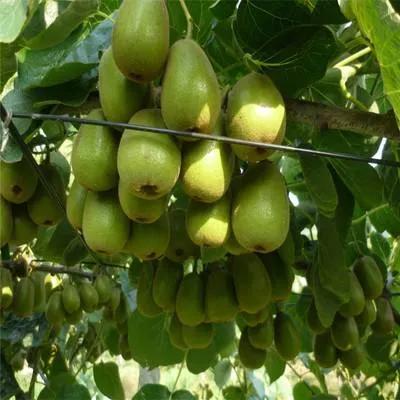 南田农产品红心猕猴桃,优质农产品正宗徐香猕猴桃