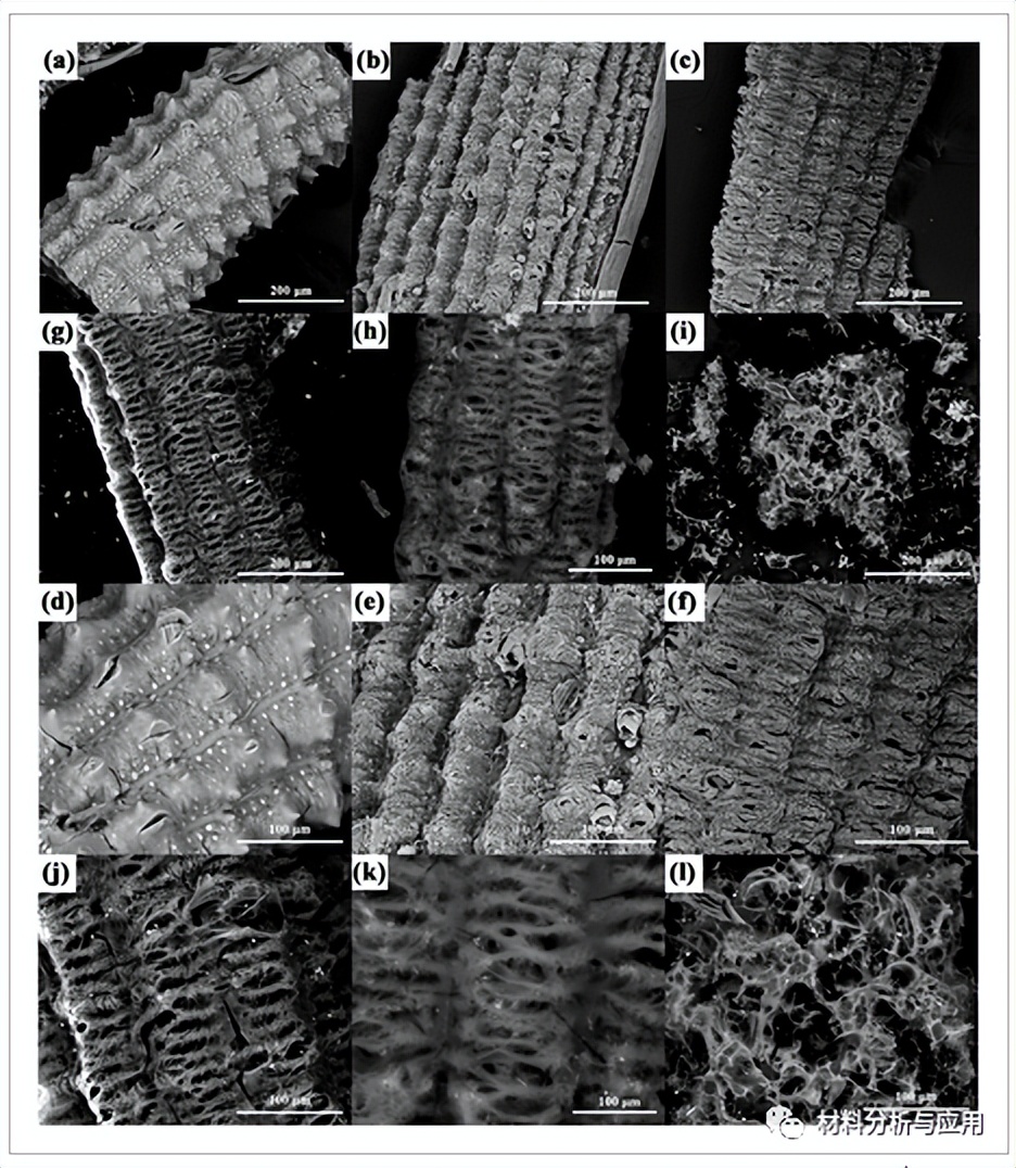 西安建大：废弃稻壳制备鳄鱼皮状多孔碳，用于高性能微波吸收