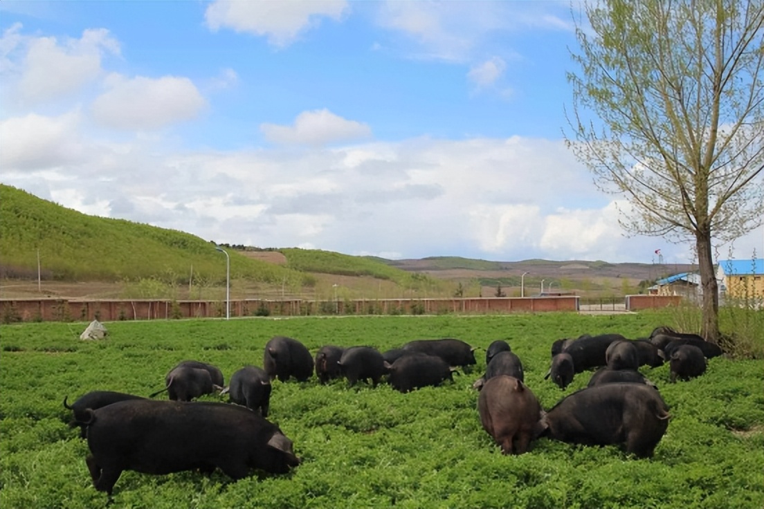 生态猪的养殖技术和方法,生态猪的养殖方法和销量