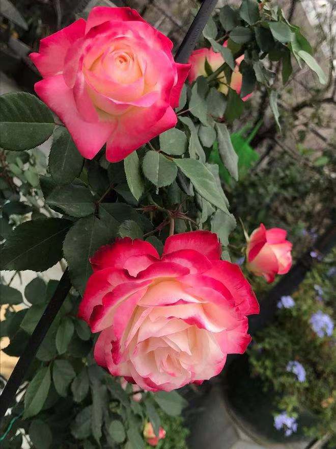 南洋红双喜花开富贵,红双喜双喜临门