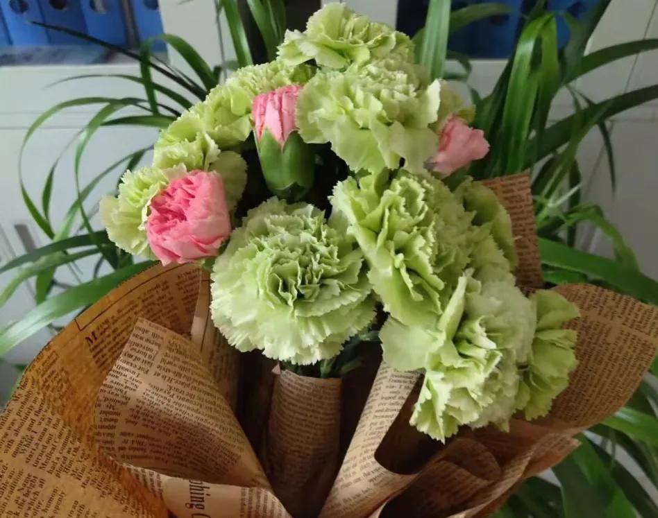 【临夏林草文化】科普篇‖康乃馨开本无意，奈何人间有真情